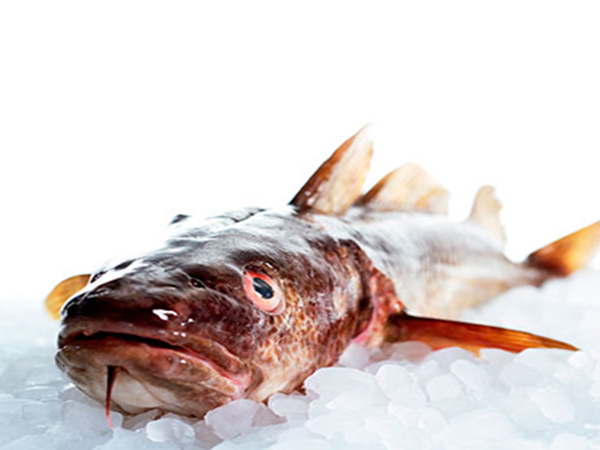 Ovnbagt (nytårs)torskefilet med baconsmør, peberrod, rødbeder, hakkede æg og fiskesennepssauce