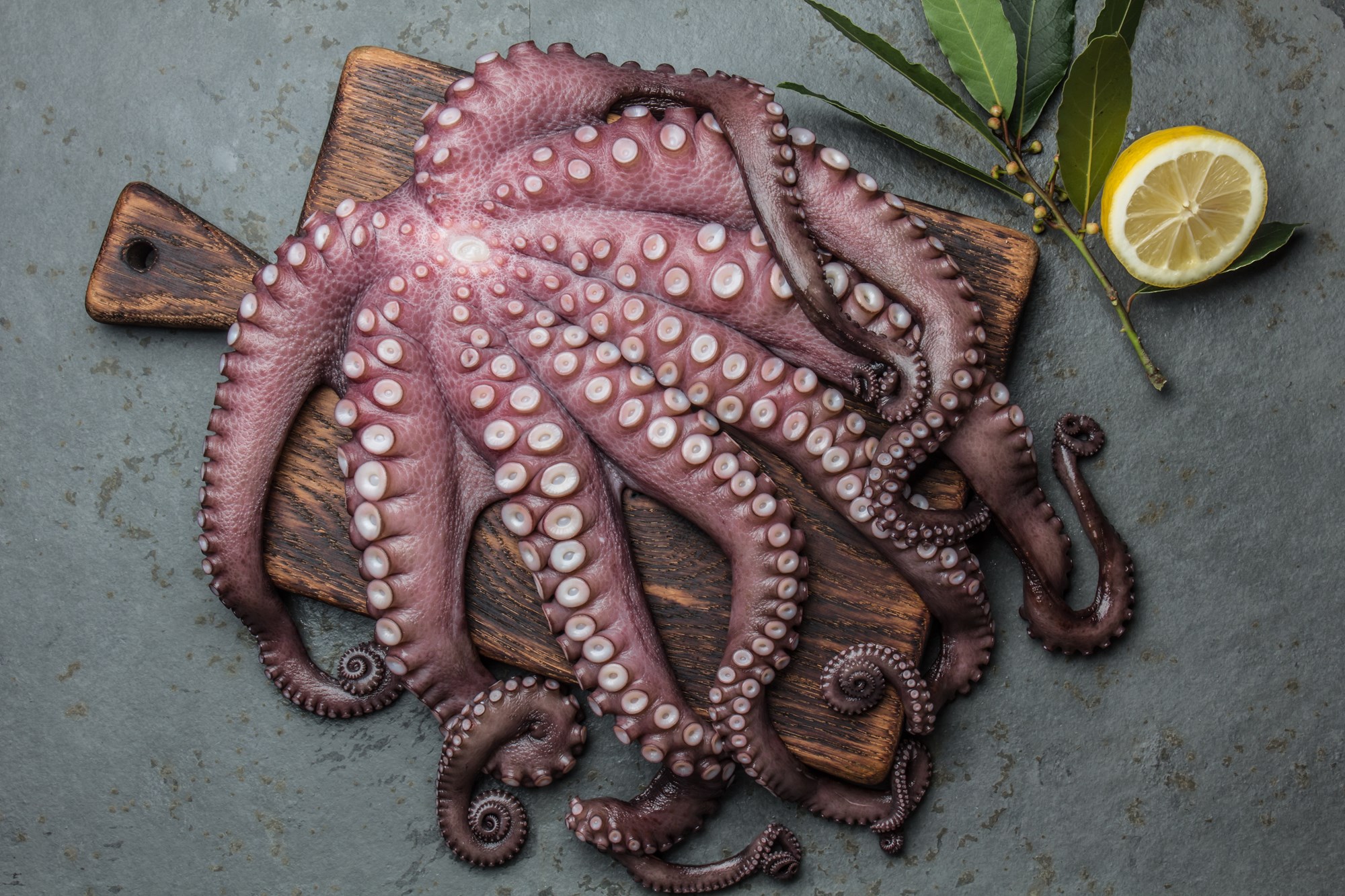 Kogning af 8-armet blæksprutte